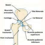 Schéma anatomique simplifié de la hanche montrant le bassin, la tête fémorale, le col fémoral, le cartilage articulaire, le bourrelet articulaire, le grand et le petit trochanter ainsi que le fémur, illustration médicale pédagogique.