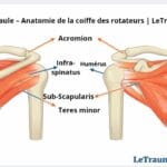 Illustration médicale de la tendinite de l’épaule montrant l’anatomie de la coiffe des rotateurs, incluant le supra-épineux, l’infra-épineux, le subscapulaire et le petit rond, avec mise en évidence des zones tendineuses impliquées dans l’inflammation. Image pédagogique destinée à expliquer les douleurs de l’épaule et les mécanismes de la tendinite, réalisée pour LeTraumato.com.