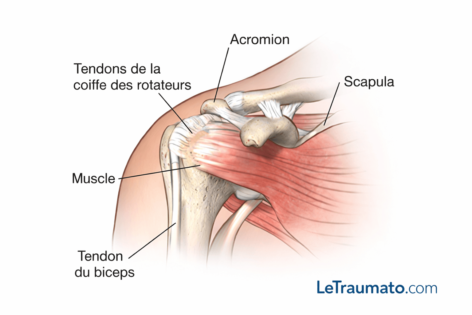 Illustration médicale détaillée de l’épaule montrant la coiffe des rotateurs, l’acromion, la scapula et le tendon du biceps, utilisée pour expliquer la tendinite de l’épaule et les douleurs associées.